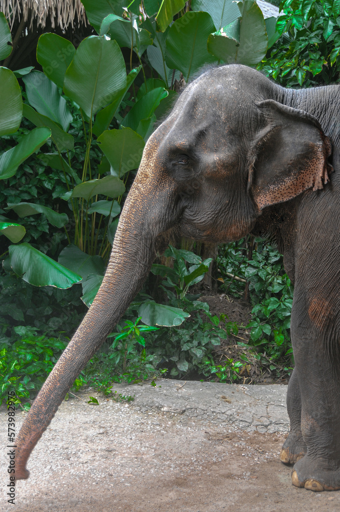 Fototapeta premium magnificent asian elephant at rest