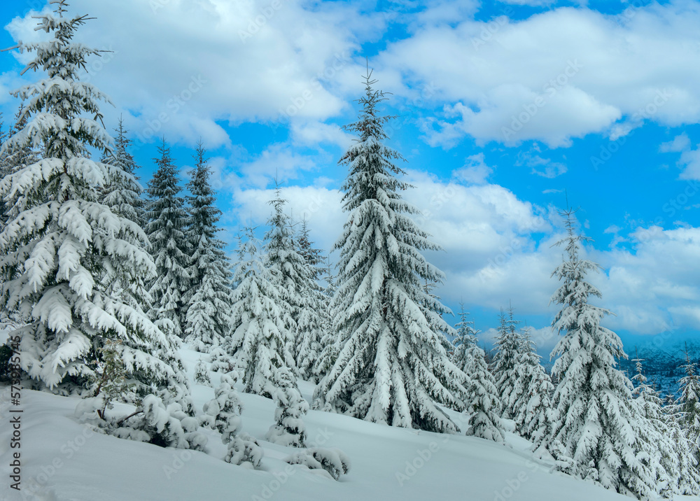 winter forest with beautiful fir trees. Winter landscape with snow-covered fir trees in the mountains.
