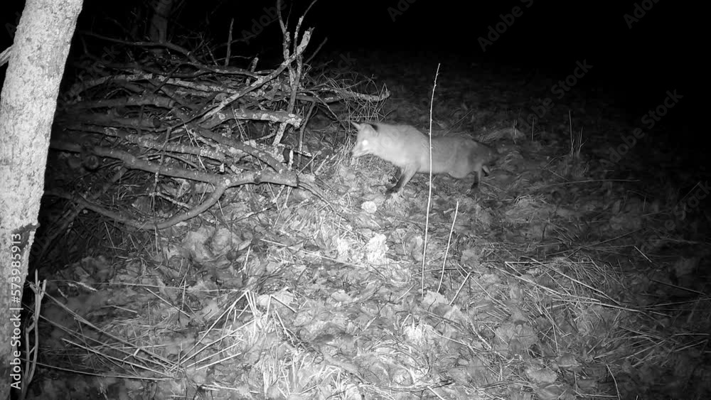 Cautious red fox hunts near a pile of branches at night. Trail camera ...