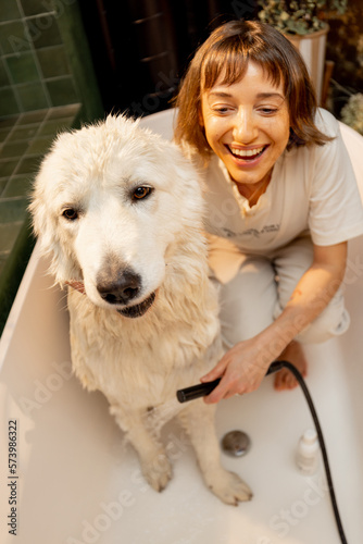 Fototapeta Naklejka Na Ścianę i Meble -  Young woman washing her cute white dog in bathtub at home. Concept of animal care, spa procedures for pets and friendship