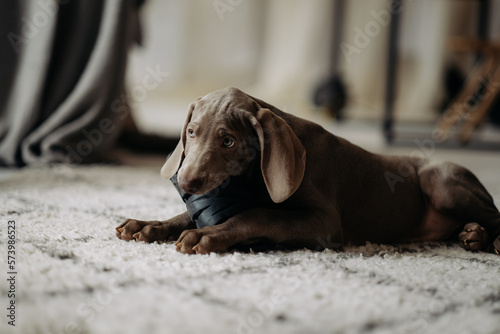 Weimaraner puppy nibbles on the owner's house slipper. Small dog ruins home clothes