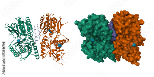 Structure of natriuretic peptide receptor-C dimer complexed with atrial natriuretic peptide (blue). 3D cartoon and Gaussian surface models, PDB 1yk0, chain id color scheme