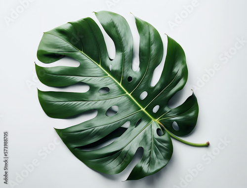 Flat lay of indoor plant leaf on white background created with Generative Ai