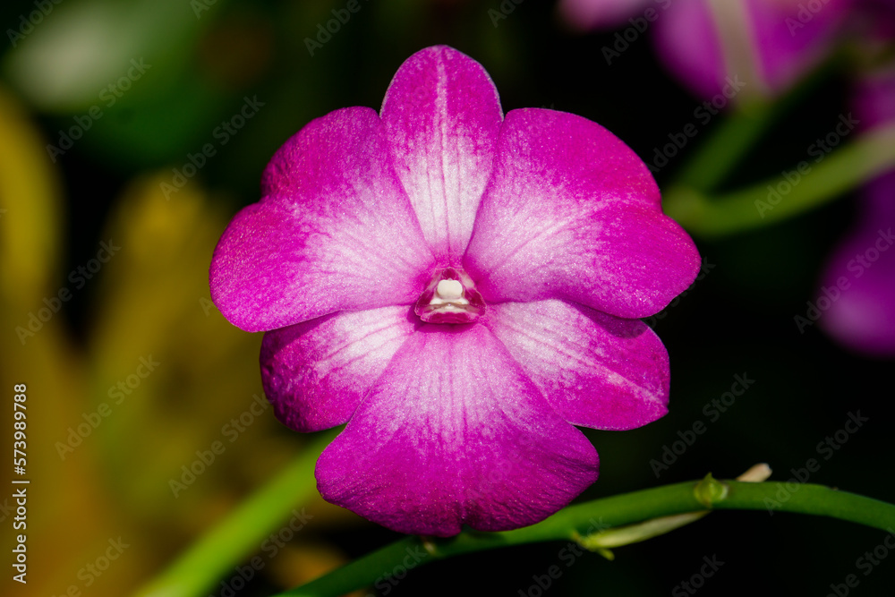 Macro Photo of Dendrobium Flower. Macro Photo of Dendrobium Flower.
