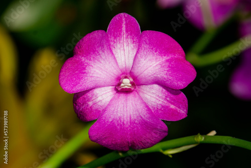 Macro Photo of Dendrobium Flower. photo