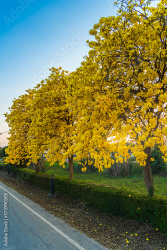 Beautiful blooming Yellow Golden Tabebuia Chrysotricha flowers with the park in spring day at Evening background in Thailand.
