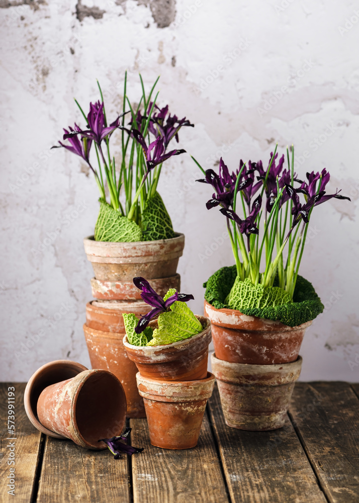 Still life with purple iris flowers decorated with green savoy cabbage leaves in vintage old terracotta pots. Beautiful spring floristic arrangement,  rustic home decor concept. 