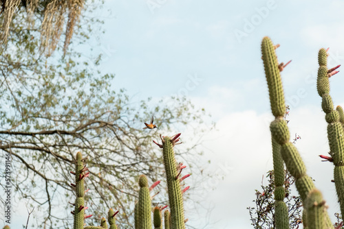 Humming Bird and Cactus (ID: 573991146)