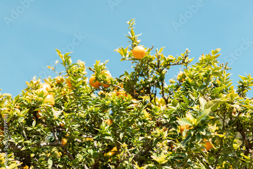 Citrus Tree (ID: 573991165)