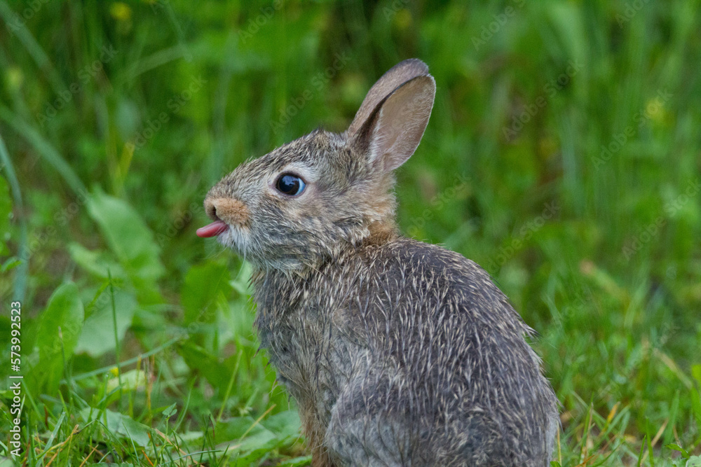 Fototapeta premium Wet Rabbit sticking tongue out 