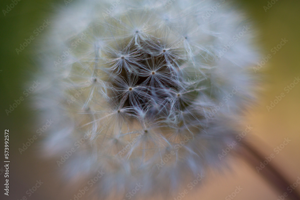 Fototapeta premium Abstract macro of dandelion seeds