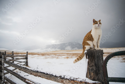 Ranch Cat on Fence photo