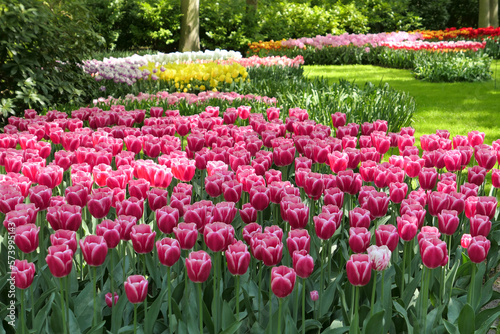 Keukenhof garden tulips flowers. Beautiful landscape of spring flowers garden.