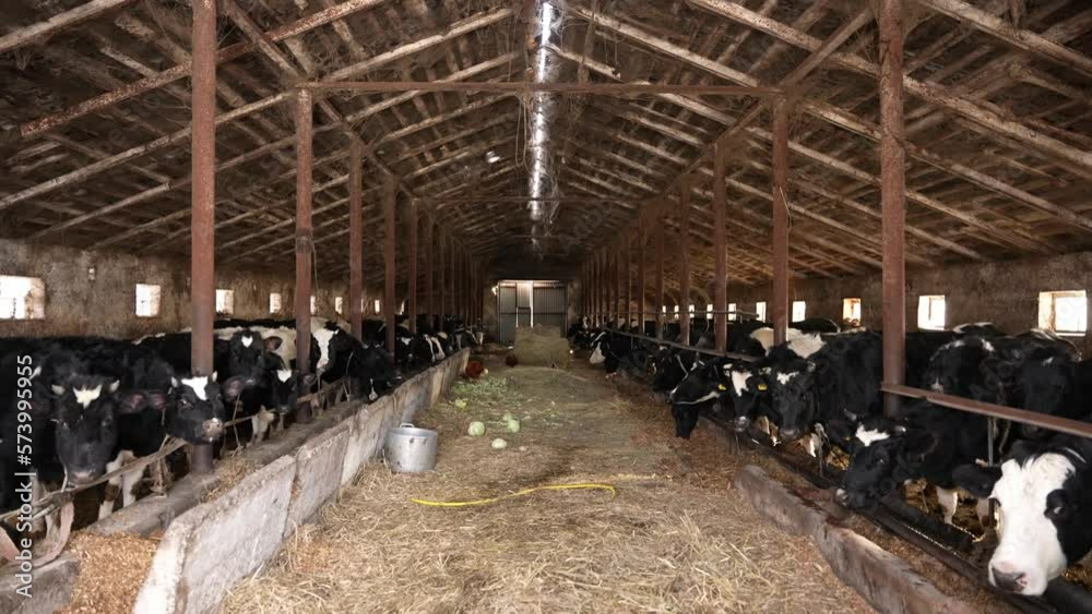 Cattle are bred on the farm Cattle are bred on the farm
