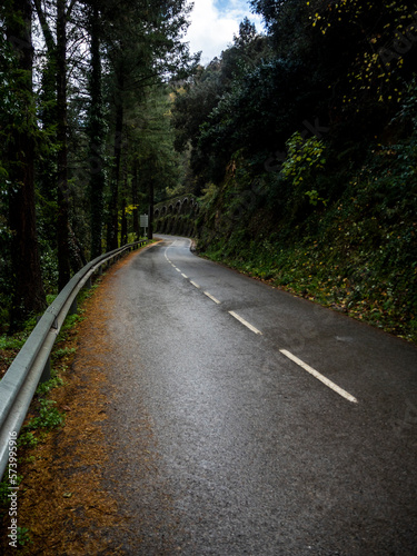 imagen de una carretera asfaltada entre árboles verdes muy altos y montaña