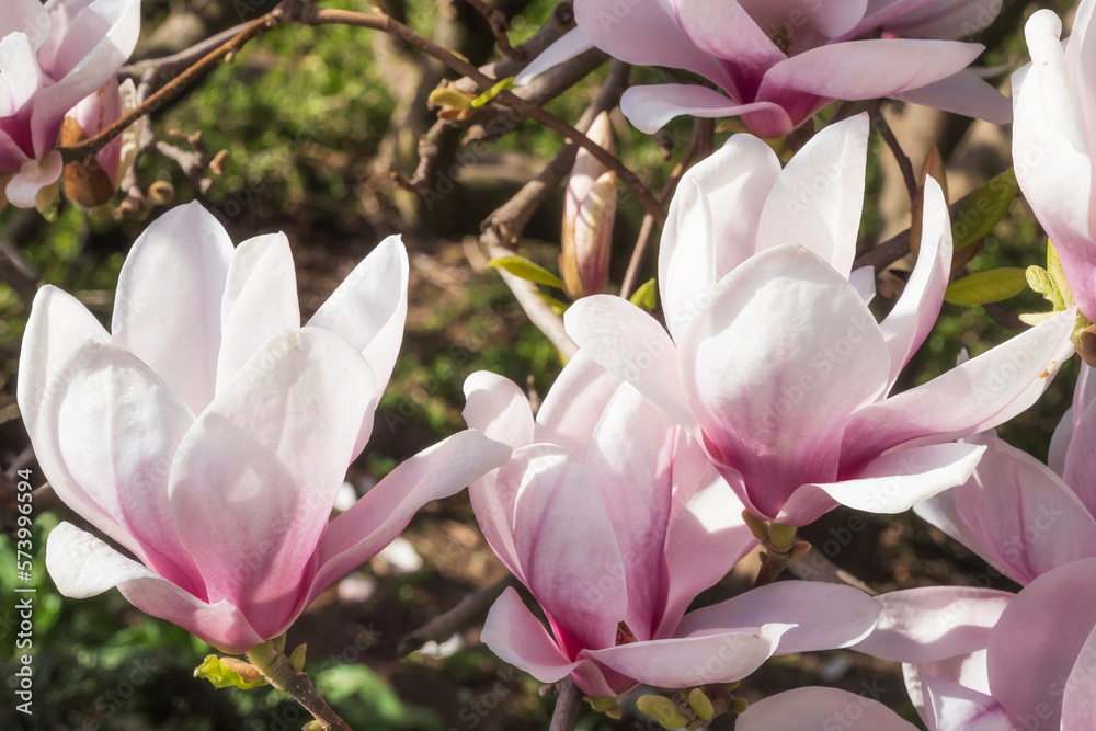 Close-up of magnolia blossoms in the spa gardens of Wiesbaden/Germany Close-up of magnolia blossoms in the spa gardens of Wiesbaden/Germany