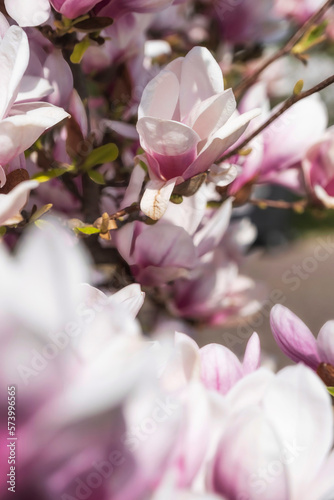 Close up of magnolia blossoms in the spa gardens of Wiesbaden Germany with blurred foreground