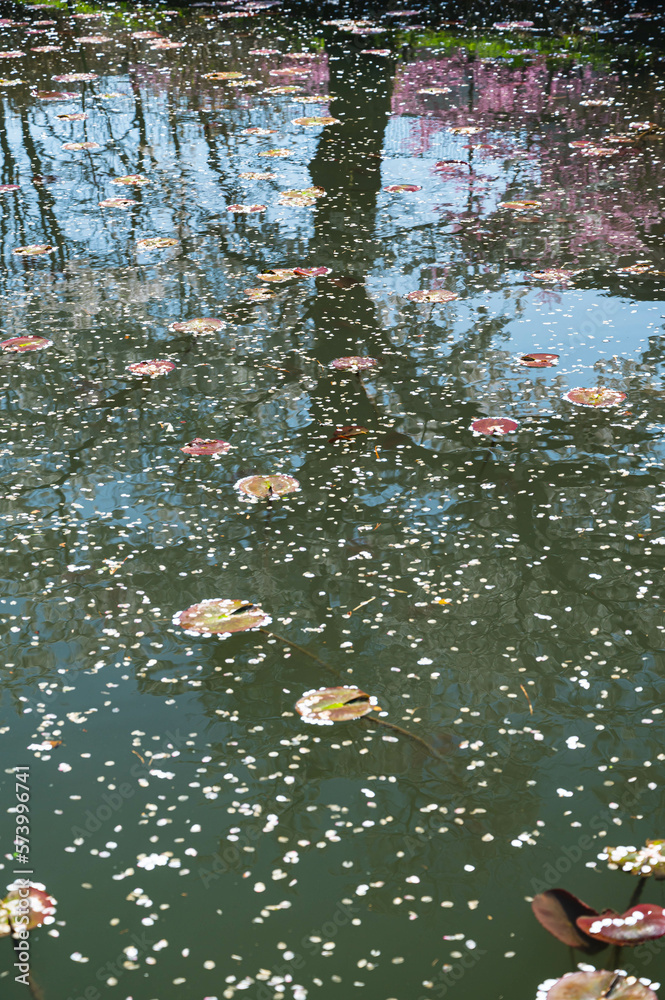 池に散って浮かぶ桜の花びら
