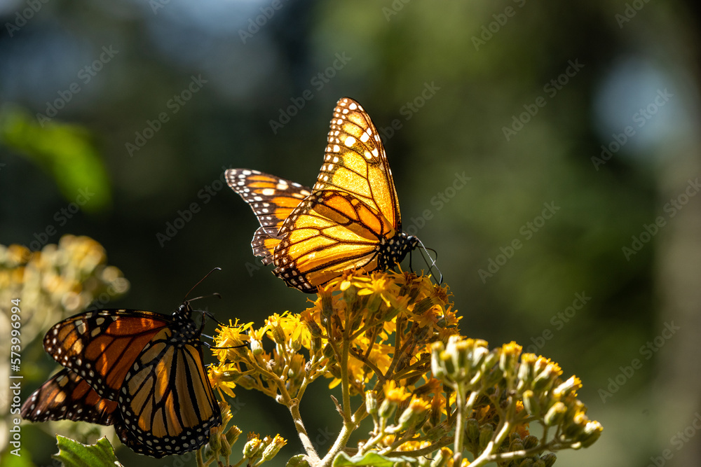 Obraz premium Monarch Butterfly Mexico