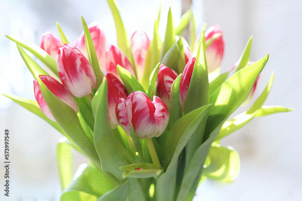 Fototapeta premium bouquet of delicate white pink tulips