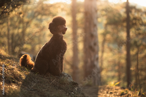 brown poodle puppy dog portrait sitting on a rock in the pine forest at sunset