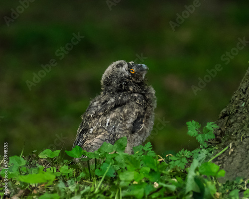 Curious Owlet's upside-down adventure: gazing up from the forest floor