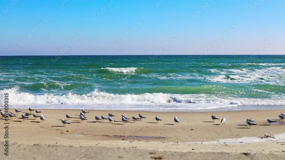 Sea waves rolling on the sandy shore, seagulls on the shore, bright sunny day Sea waves rolling on the sandy shore, seagulls on the shore, bright sunny day