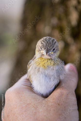 little sparrow bird in hand on blurred background, little bird in hand