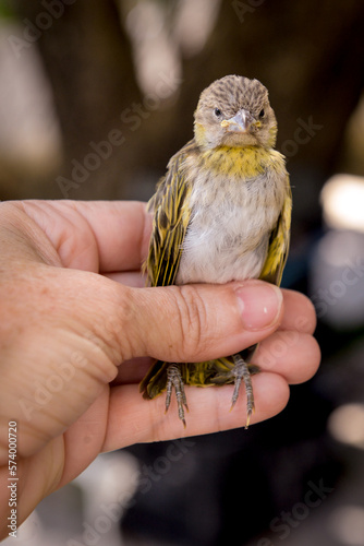 little sparrow bird in hand on blurred background 