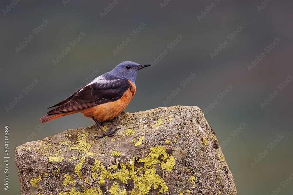 Rufous-tailed rock thrush.- Monticola saxatilis Rufous-tailed rock thrush.- Monticola saxatilis