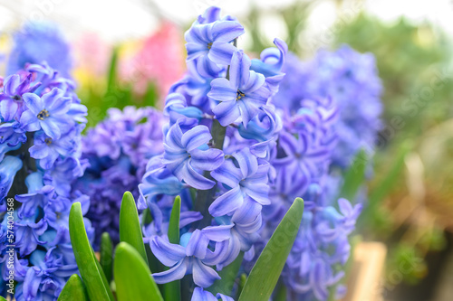 Hyacinth is a beautiful blue flower. Close-up. Flowers in the garden.