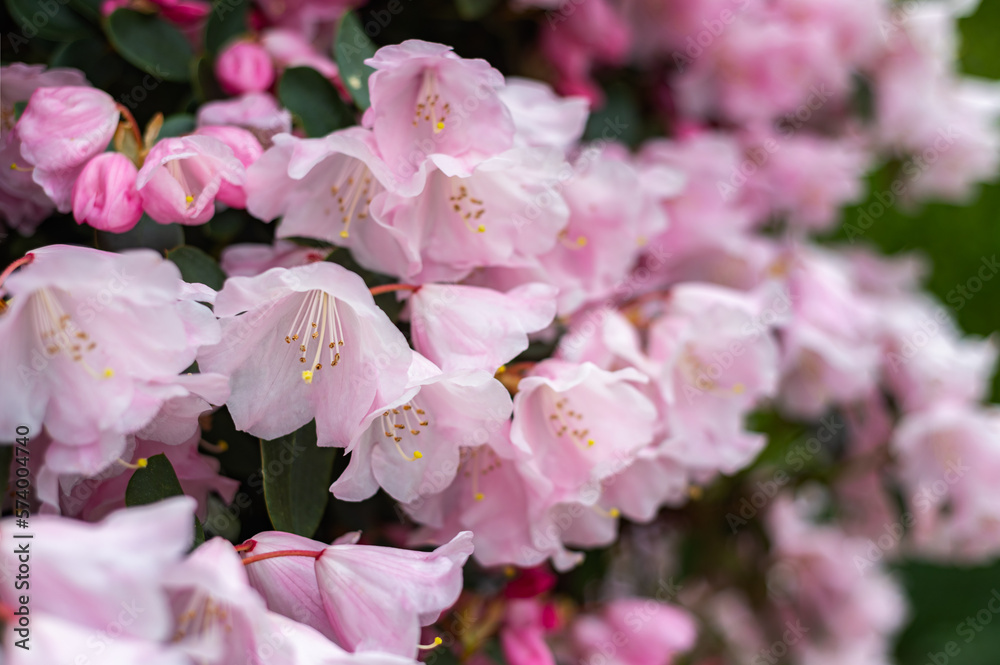 Beautiful Garden with blooming trees and bushes during spring time, England, Wales, UK, early spring flowering azalea shrubs Beautiful Garden with blooming trees and bushes during spring time, England, Wales, UK, early spring flowering azalea shrubs