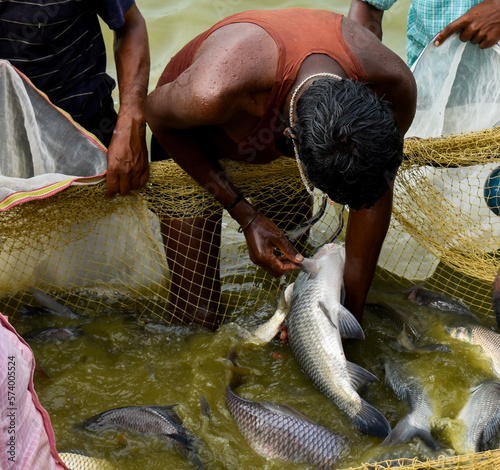 Photography Fishermen selecting brooder fish from the net for breeding