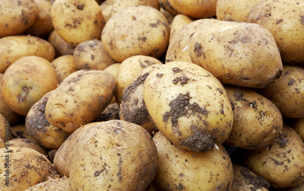 organic raw potatoes at the market organic raw potatoes at the market