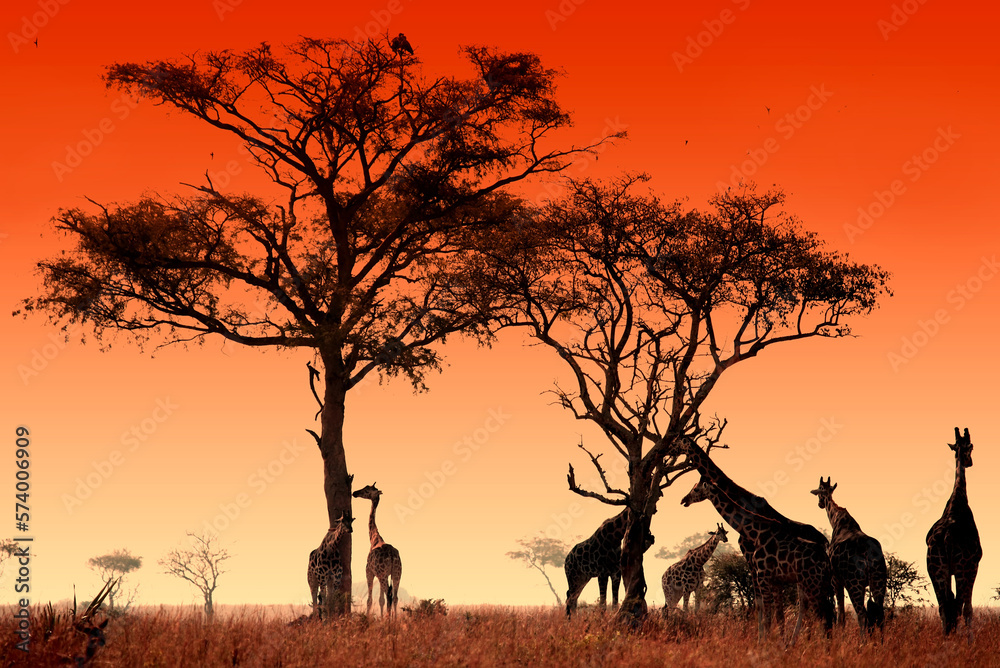 Giraffes near the acacia tree at the sunset