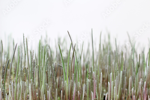 grass sprouts and dew drops