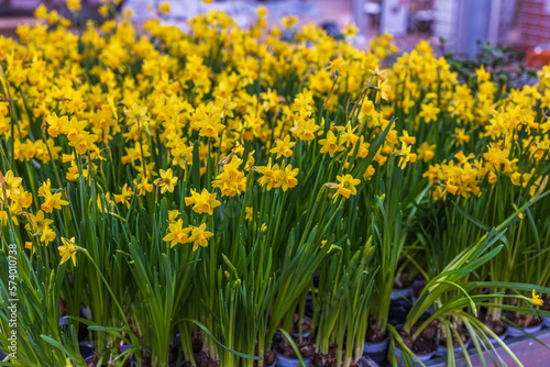 Fototapeta Naklejka Na Ścianę i Meble -  Macro view of yellow daffodils in garden pots isolated on background. Sweden.