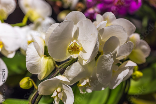 Close up view of white orchid flower. Beautiful backgrounds. 