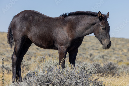 Beautiful Wild Horse in Autumn in the Wyoming Desert