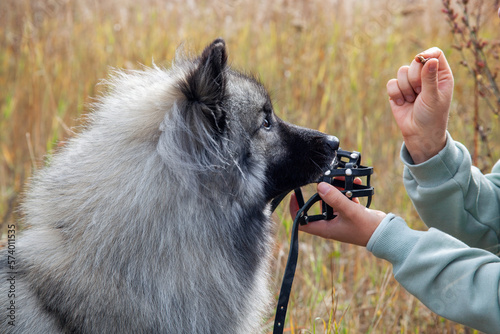 Keeshond dog wearing a muzzle training. photo