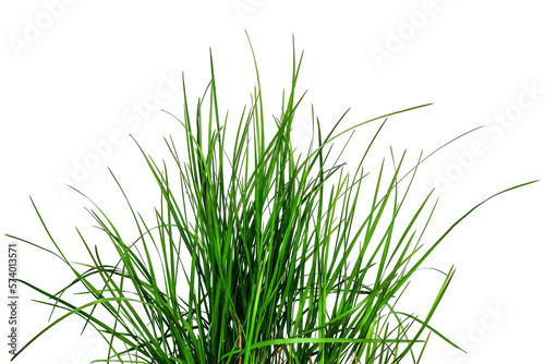 Bouquet of young green grass isolated on white or transparent background. Natural raster clipart of a meadow plant