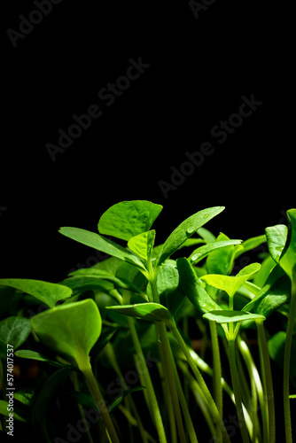 Seedlings of watermelon background. Young tree growing at night. Organic farm of agriculture. Sustainable environment concept.