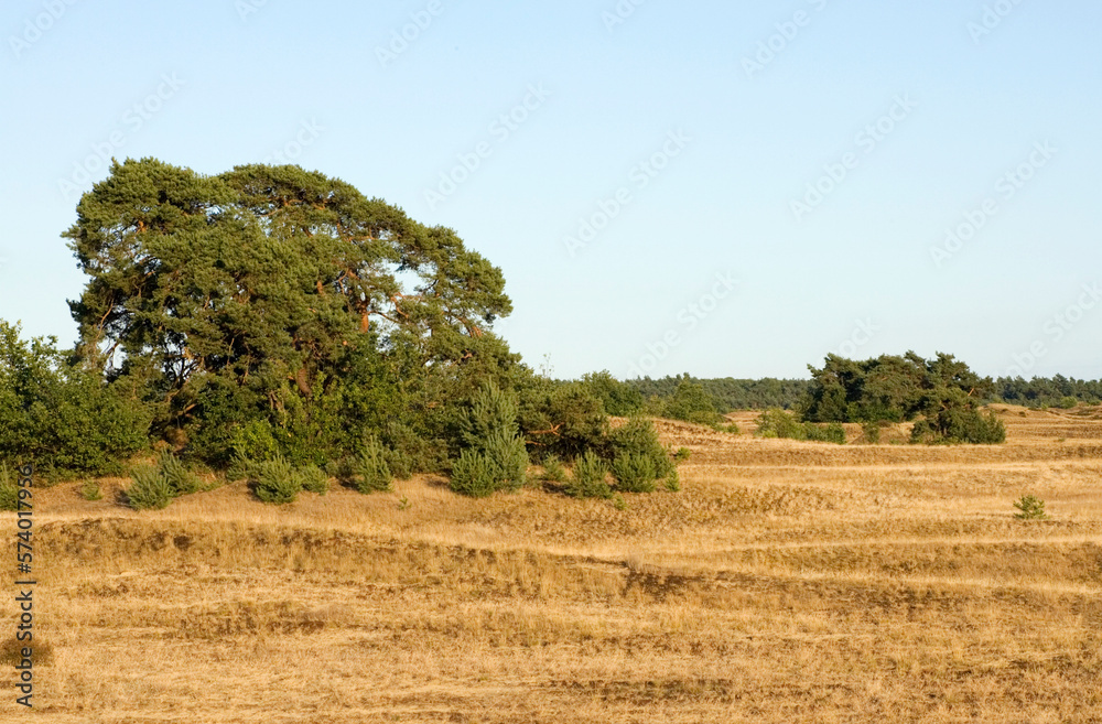 Kootwijkerzand, Kootwijk, Veluwe, Netherlands Kootwijkerzand, Kootwijk, Veluwe, Netherlands