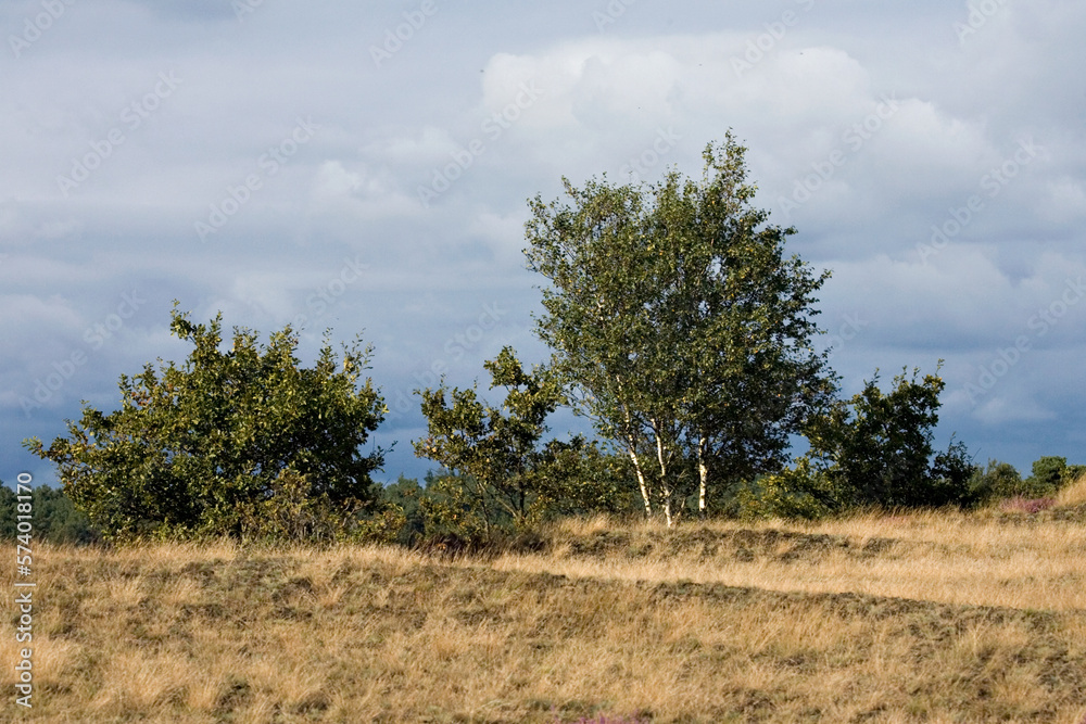 Obraz premium Kootwijkerzand