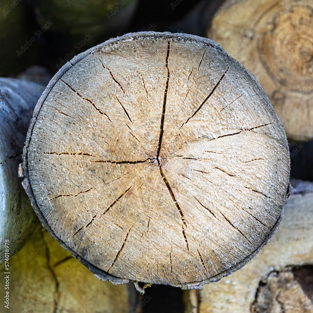 round cut of a tree