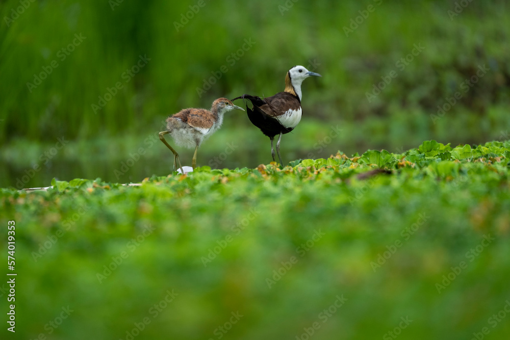 pheasant tailed jacana pheasant tailed jacana