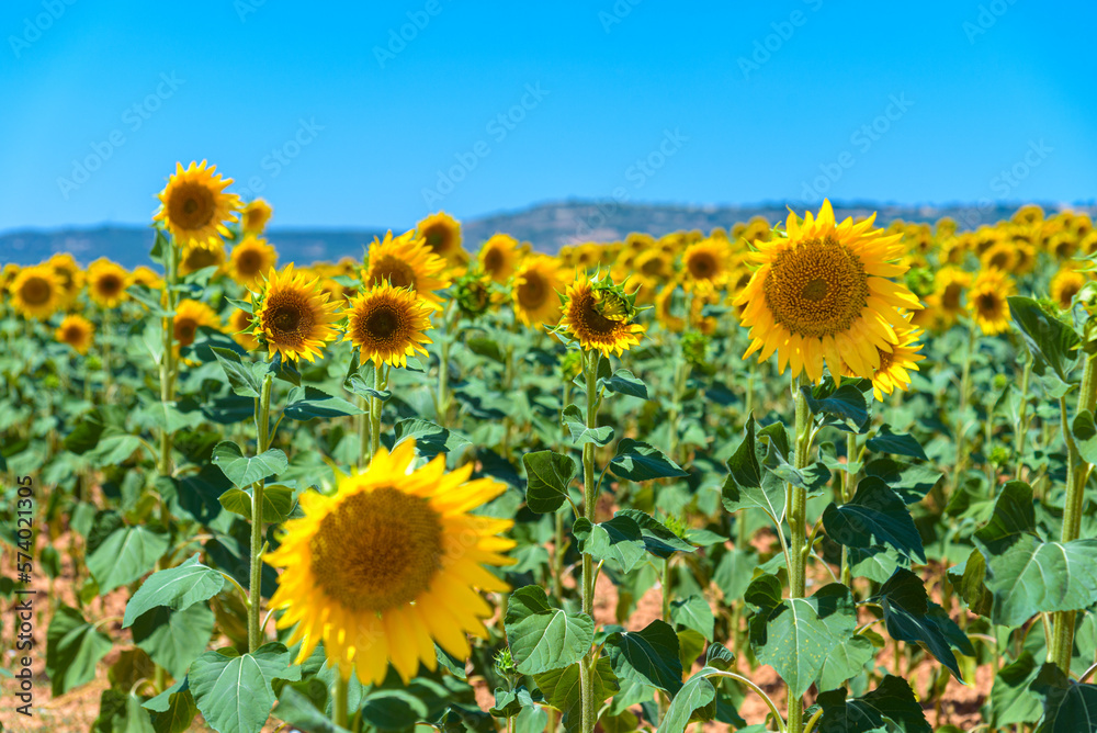 Fototapeta premium Beautiful sunflower field in the countryside over blue sky