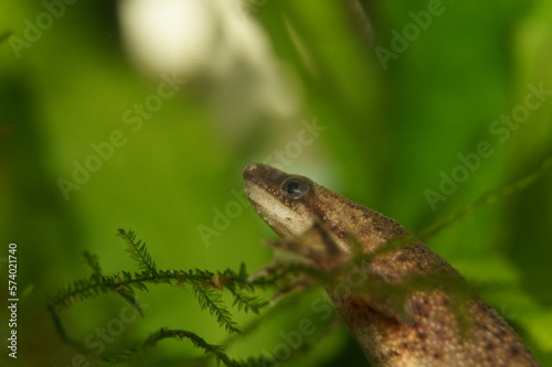 african dwarf frog in moss