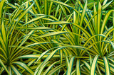 A beautiful tropical plant with striped leaves, yellow and green, called Veicha's pandanus, a profusely bushy species with beautifully curved, glossy leaves.