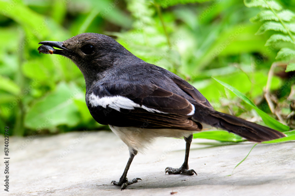 robin robin